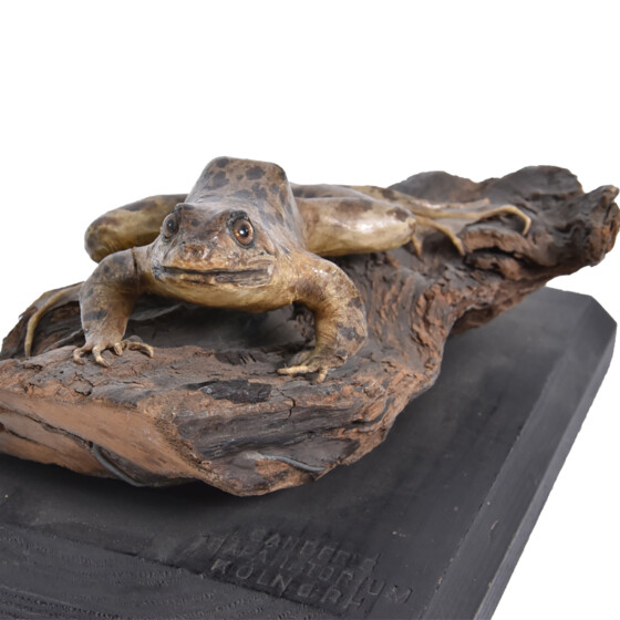 Frosch