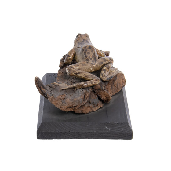 frosch_3
