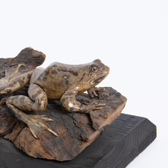 frosch_4jpg